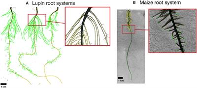 Call for Participation: Collaborative Benchmarking of Functional-Structural Root Architecture Models. The Case of <mark class="highlighted">Root Water Uptake</mark>